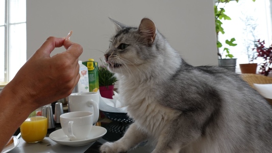 Aldo-Approved-Frischesiegel-1-Bio-Rauchschinken-vom-Strohschwein-2s